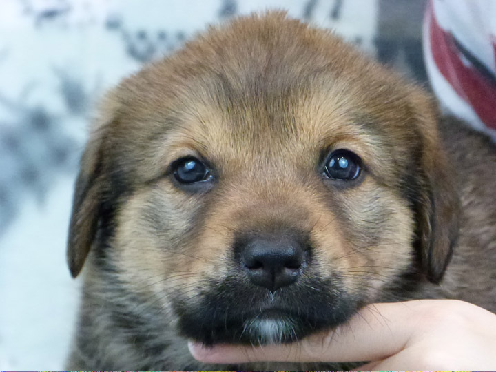 chinook puppy